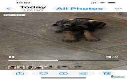 Border Terrier dogs for sale: Border Terrier Dog - Image 3