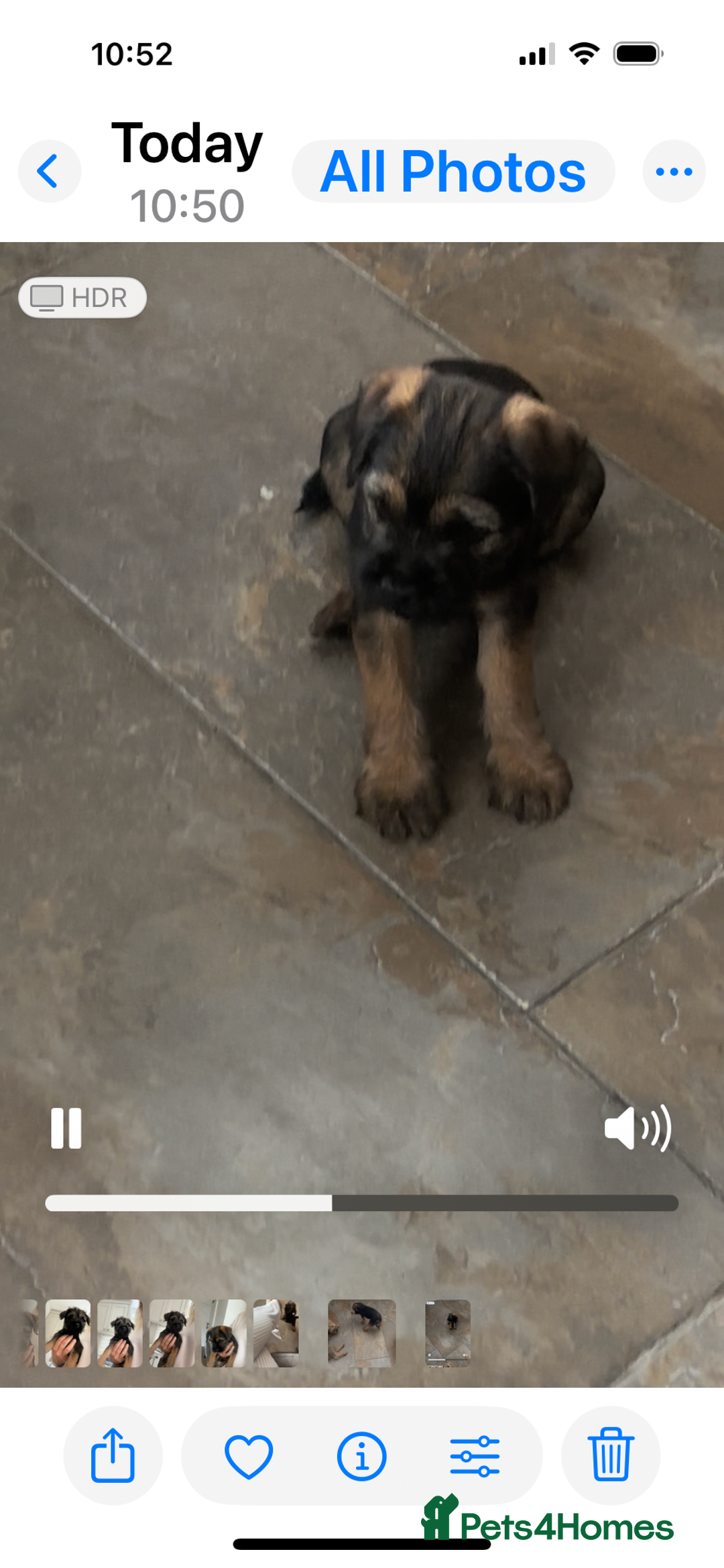 Border Terrier dogs for sale: Border Terrier Dog - Image 3