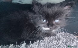 British Longhair cats for sale: X6 long for tuxedo babies - Advert 2