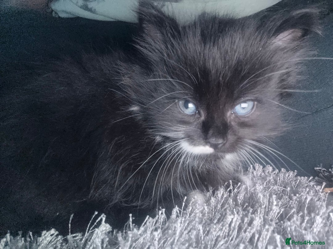 British Longhair cats for sale: X6 long for tuxedo babies - Advert 2