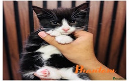 Mixed Breed cats for sale: 🎃 4 Pumpkin Gingers & 2 Phantom Kittens 👻 - Image 27