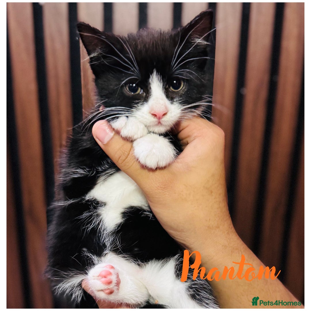 Mixed Breed cats for sale: 🎃 4 Pumpkin Gingers & 2 Phantom Kittens 👻 - Image 27