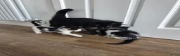 Mixed Breed cats for sale: Adorable Black&White Kittens Ready Soon - Advert 2