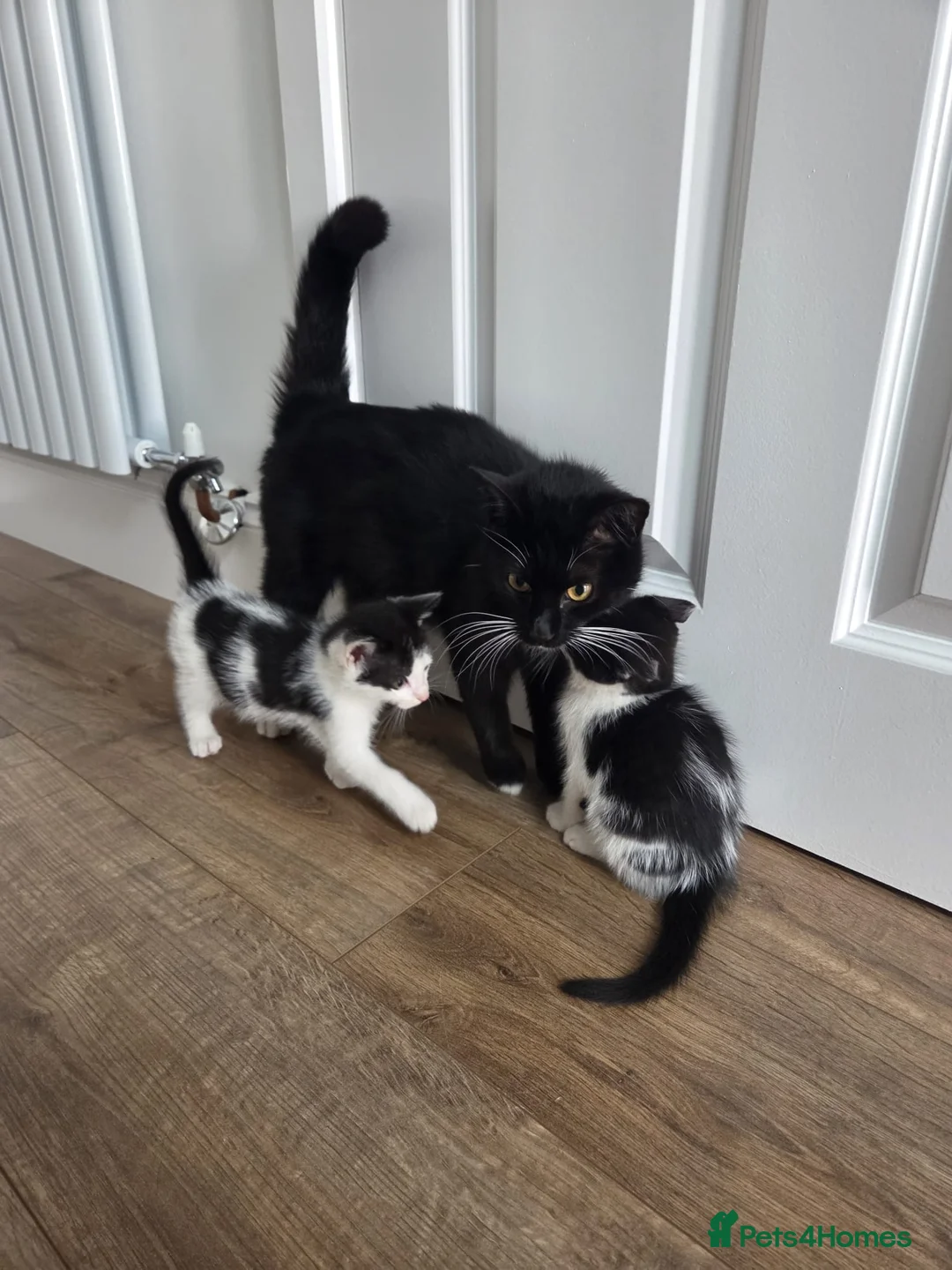Mixed Breed cats for sale: Adorable Black&White Kittens Ready Soon - Advert 2