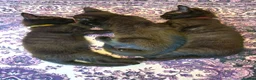 Mixed Breed cats for sale: Stroudies Ruby, Ivy, Dilly, Dave n Norman need ya - Advert 7