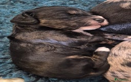 Cockapoo dogs for sale: 8 Beautiful Cockapoo pups,Merle, chocolate, black - Image 2