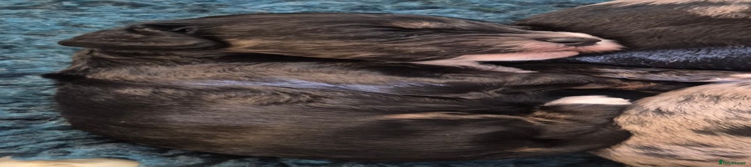 Cockapoo Puppy 8