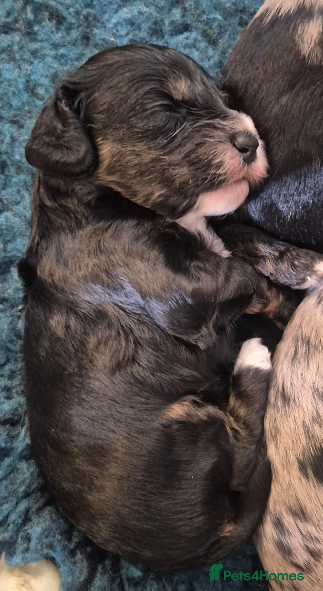 Cockapoo dogs for sale: 8 Beautiful Cockapoo pups,Merle, chocolate, black - Image 2