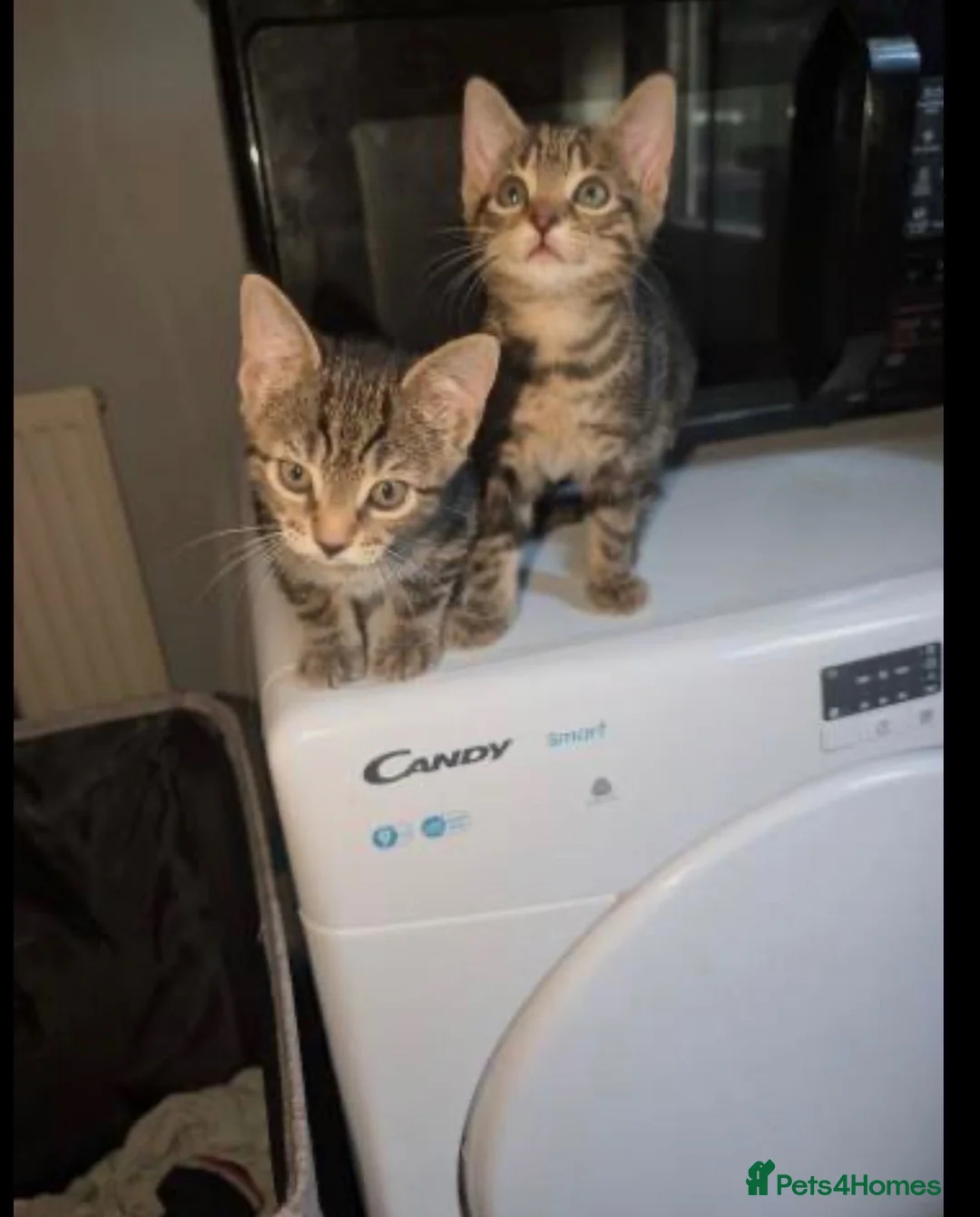 Bengal cats for sale: Bengal mixed kittens - Advert 4