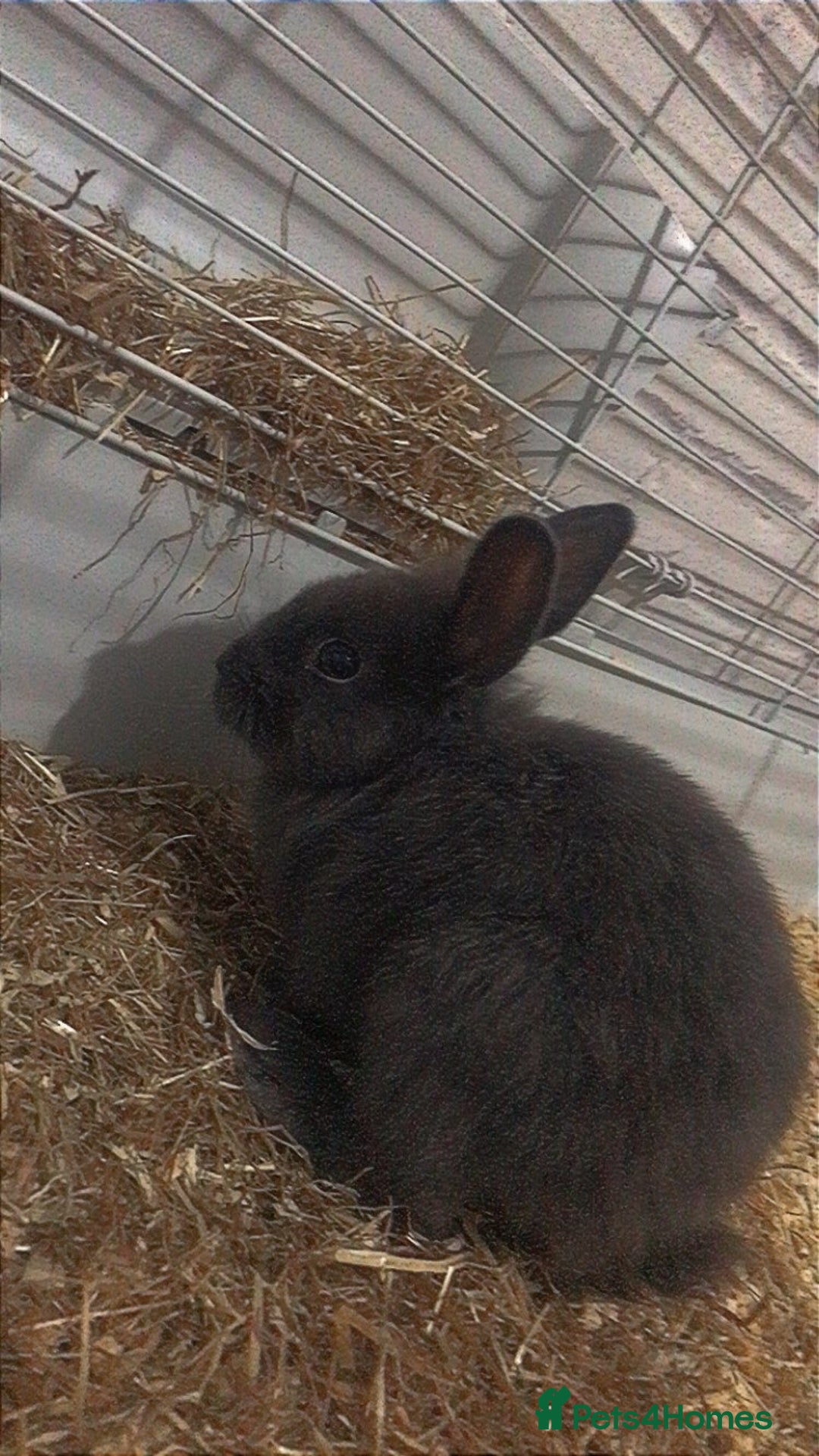 Mixed Breed rabbits for sale: 2 male rabbits  - Image 5