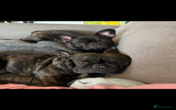 French Bulldog dogs for sale: French Bulldog Puppies - Image 6