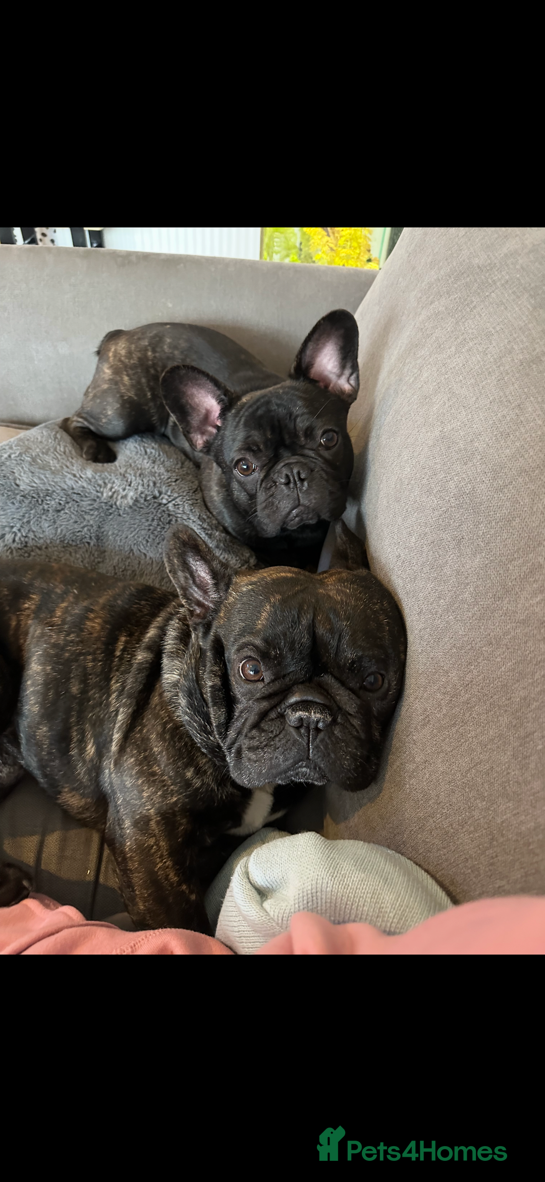 French Bulldog dogs for sale: French Bulldog Puppies - Image 6