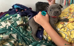 Staffordshire Bull Terrier dogs for sale: Stunning Blue staffy KC Registered Bullscaff Pups - Image 31