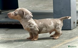 Miniature Dachshund dogs for sale: Beautiful litter of miniature dachshund puppies  - Image 26