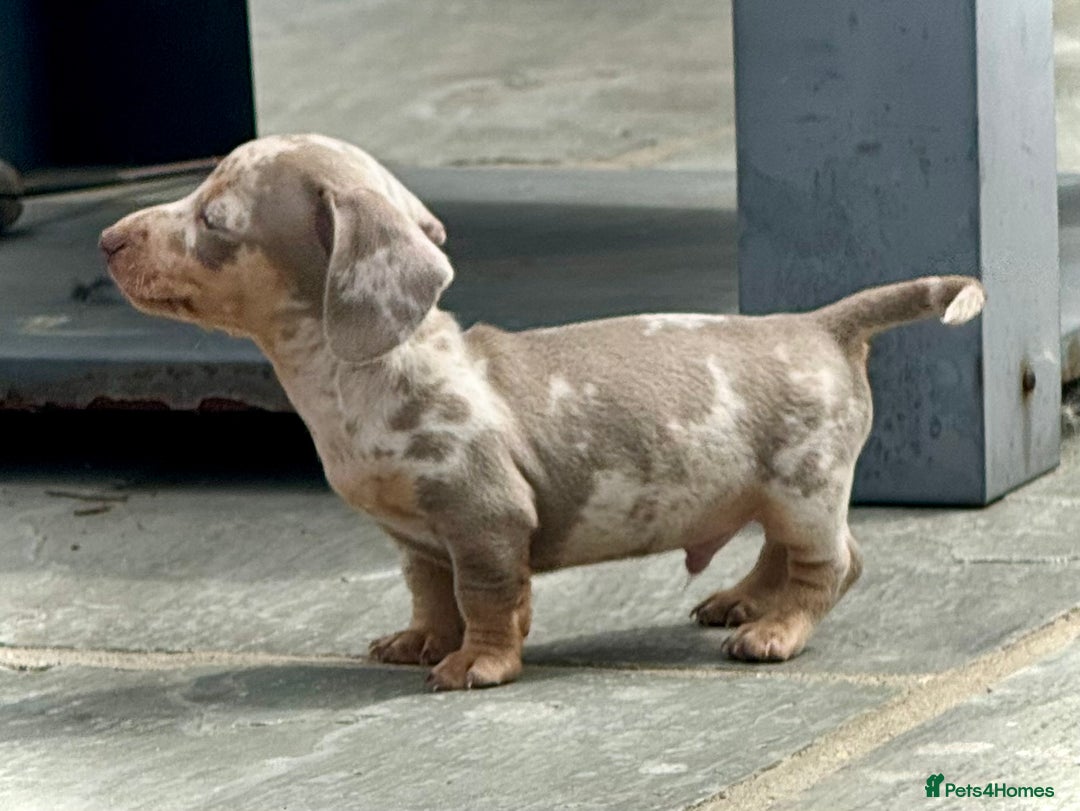 Miniature Dachshund dogs for sale: Beautiful litter of miniature dachshund puppies  - Image 26
