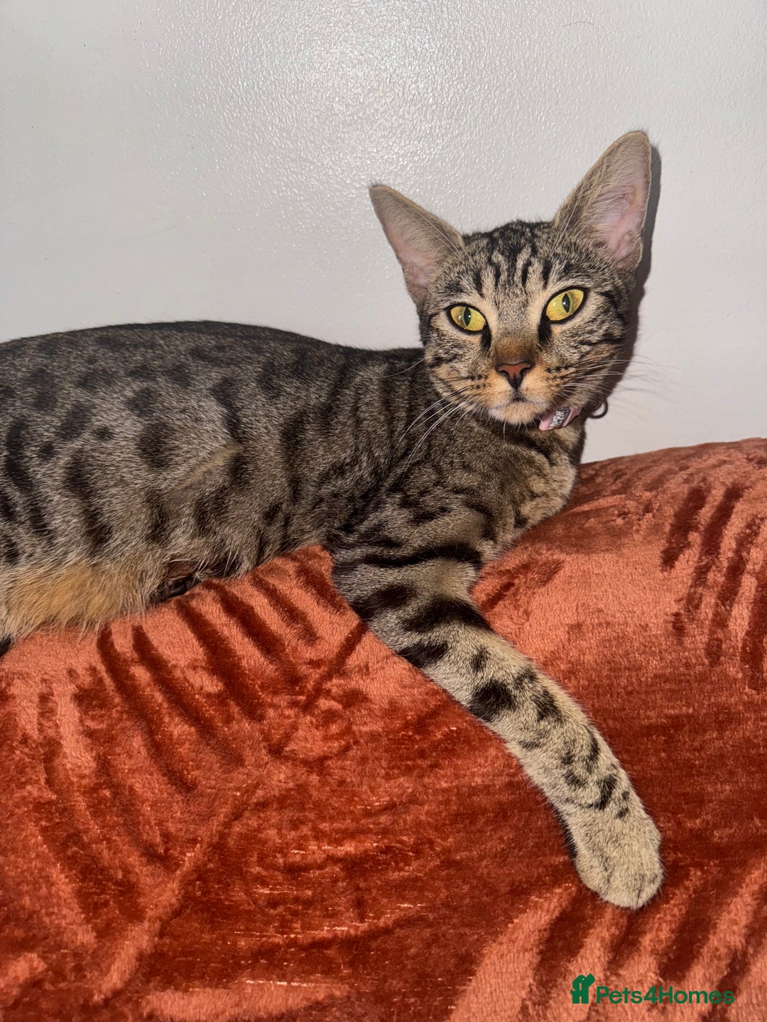 Mixed Breed cats for sale: Kitten  - Image 6