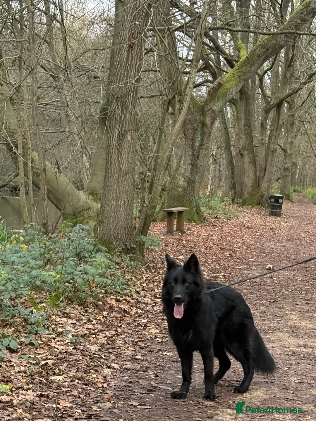 German Shepherd dogs for sale: Gsd for sale - Advert 2