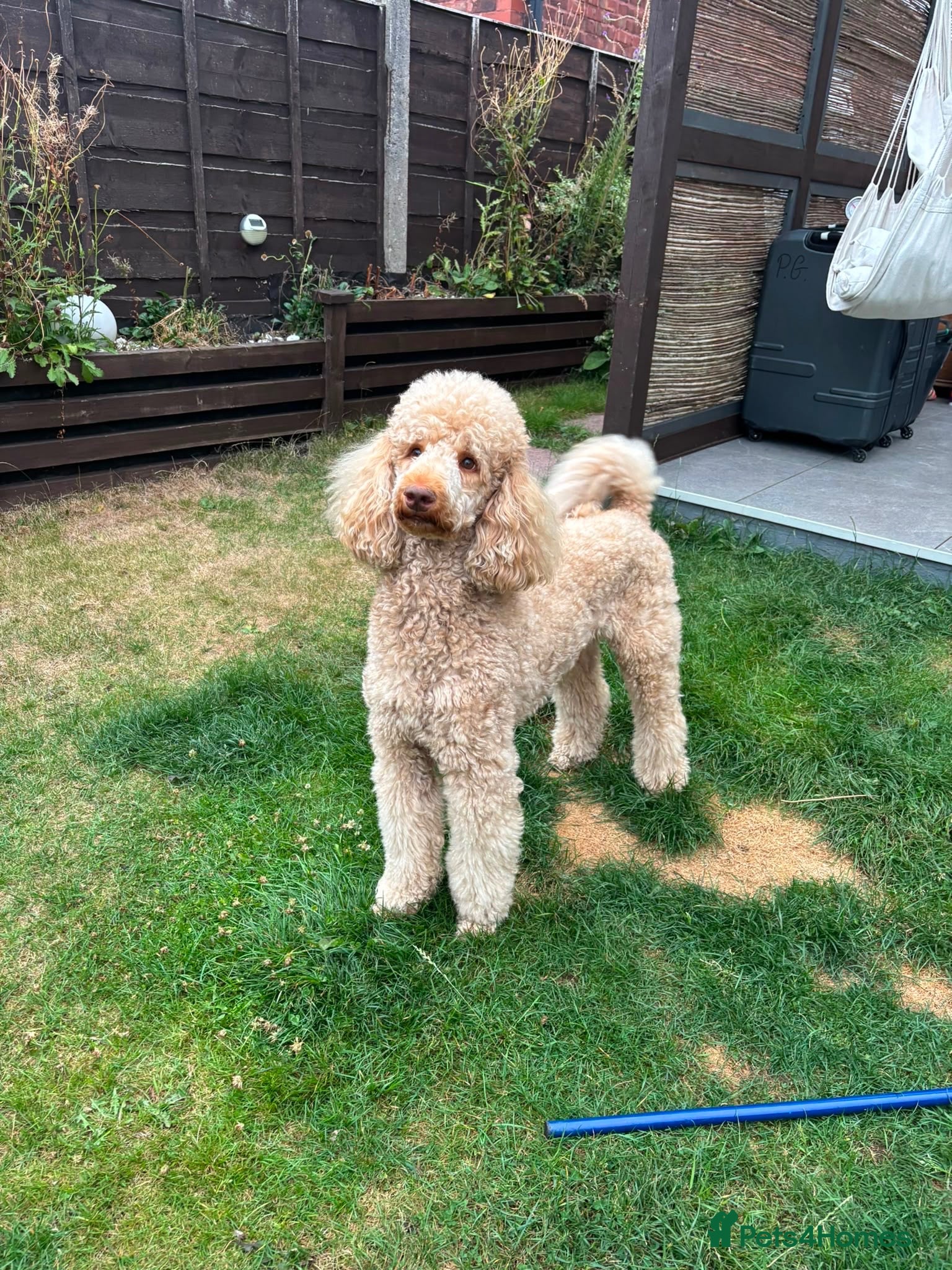 Standard Poodle dogs Standard Poodle for Stud - Advert 18