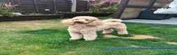 Standard Poodle dogs for stud: Standard Poodle for Stud - Advert 1
