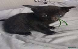 Mixed Breed cats for sale: Blue point siamese x domestic cat - Image 20