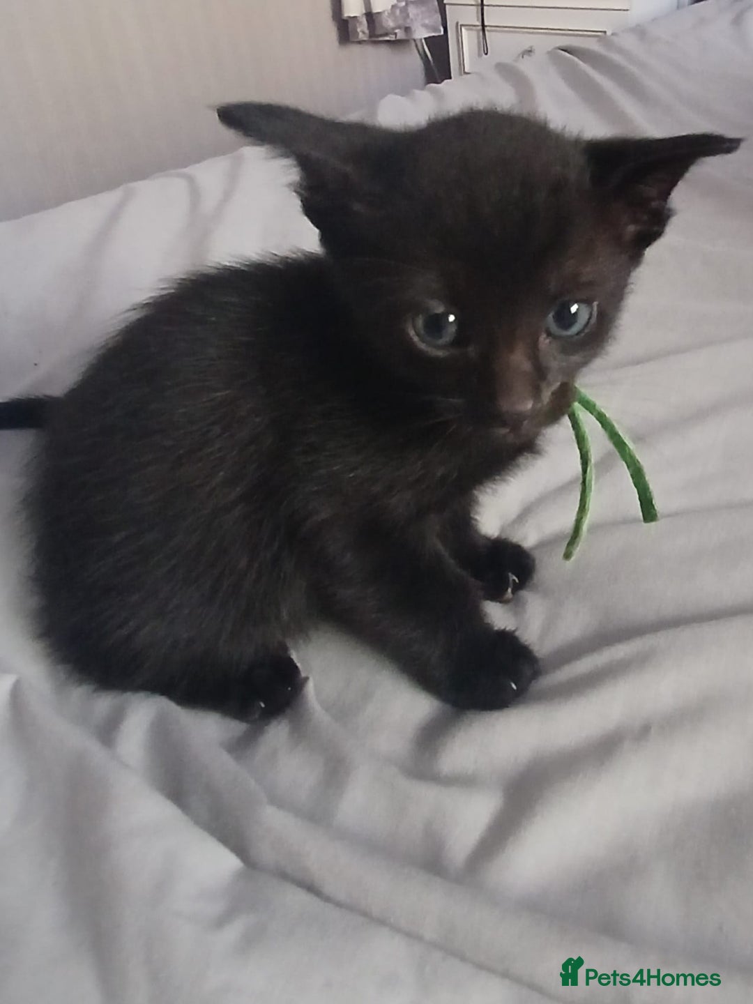 Mixed Breed cats for sale: Blue point siamese x domestic cat - Image 20