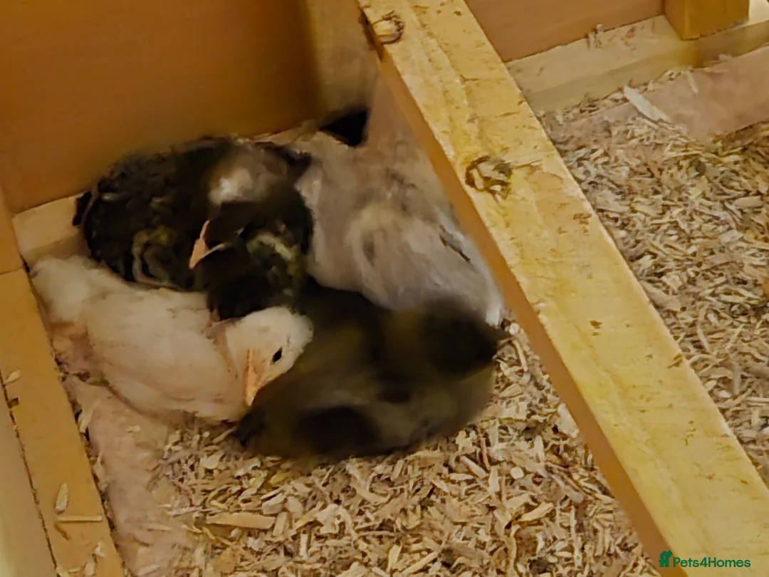 Chickens poultry for sale: Chicks available  in Hull - Advert 1