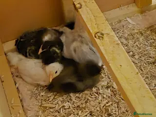 Chickens poultry Chicks available - Advert 9