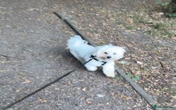 Mixed Breed dogs for sale: Lovely Maltichon Boy looking for a loving home  - Image 11