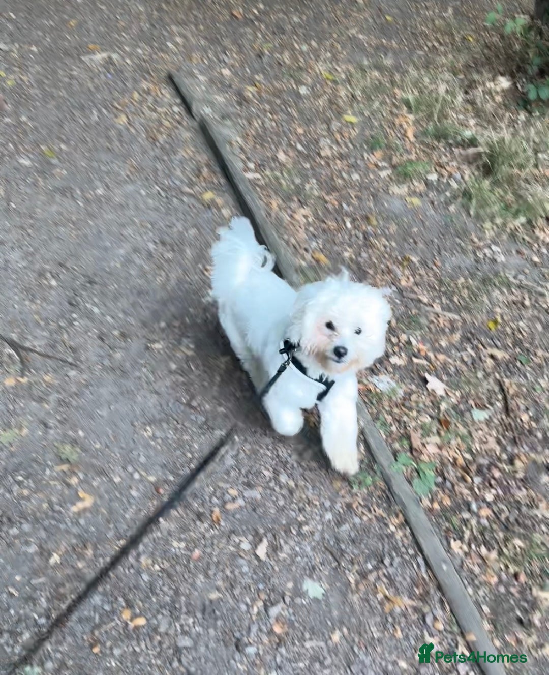 Mixed Breed dogs for sale: Lovely Maltichon Boy looking for a loving home  - Image 11