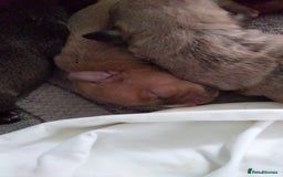Mixed Breed dogs for sale: 4 beautiful pocket bully/mixed - Image 29