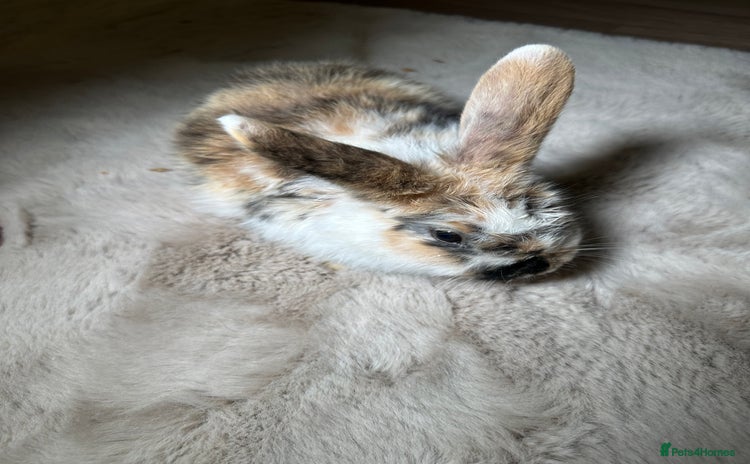 English Lop rabbits - Advert 1