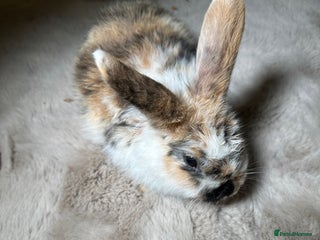 English Lop rabbits - Advert 1