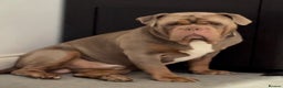 Olde English Bulldogge dogs for stud: Olde English Bulldog stud well proven - Advert 5