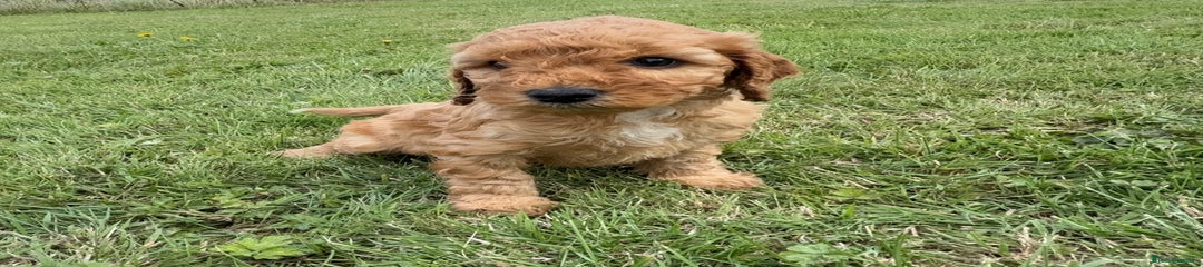 Cockapoo Puppy 7