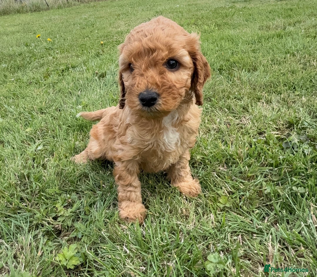 Cockapoo dogs for sale: Adorable F1B cockapoo puppies - Image 21
