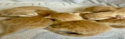 Ragcoon cats for sale: Rare Ragacoon Ragdoll x Maine Coon  - Advert 10