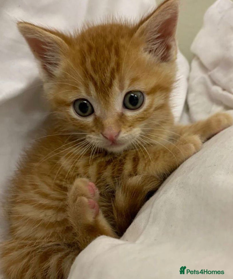 Mixed Breed cats Kittens  available now  - Advert 1