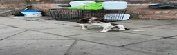 English Springer Spaniel dogs for sale: Springer spaniel pups for sale - Advert 2