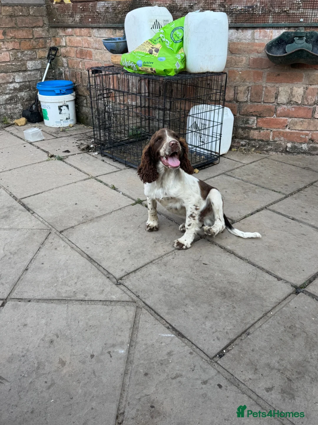 English Springer Spaniel dogs for sale: Springer spaniel pups for sale - Advert 2