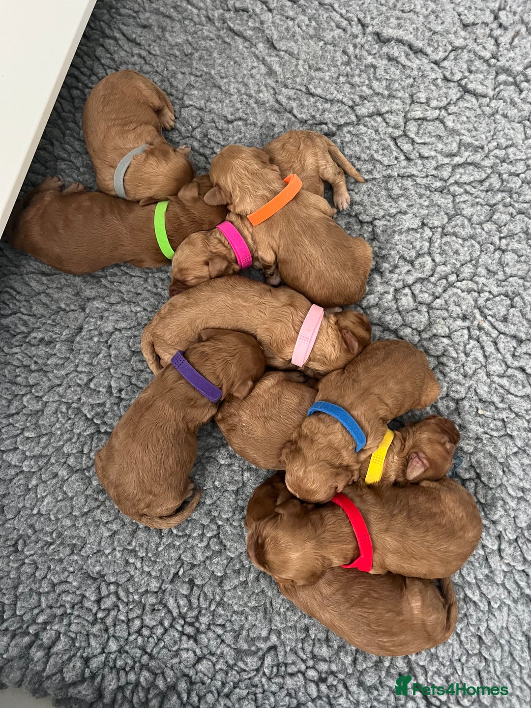 Australian Labradoodle dogs for sale: Multi Generational Australian Labradoodle Puppies - Image 9