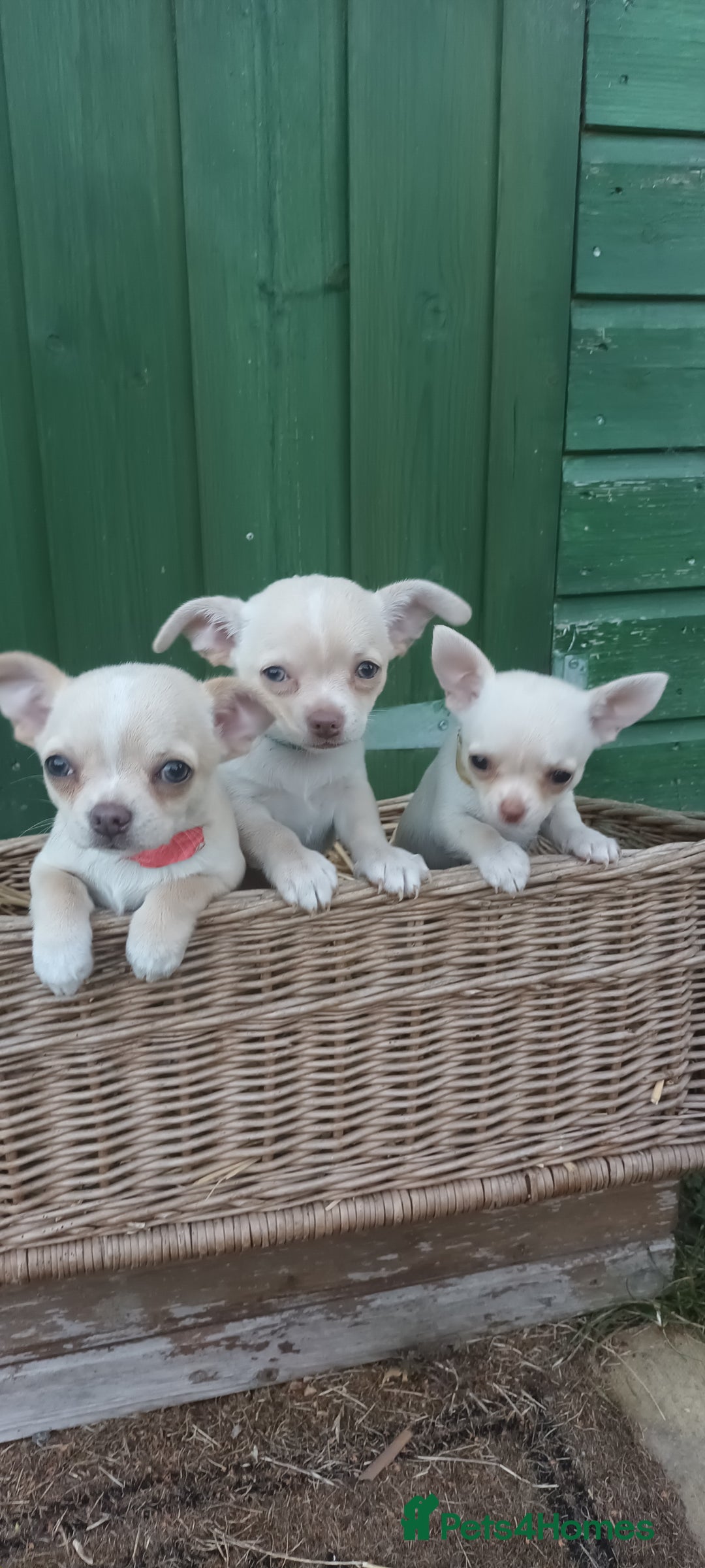 Chihuahua dogs for sale: CHIAHUAHUA PUPPYS - Image 3