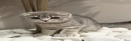 Scottish Fold cats for sale: LAST Scottish Fold – Ready Now - Advert 10
