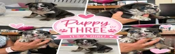French Bulldog dogs for sale: Gorgeous chunky frenchys - Advert 1