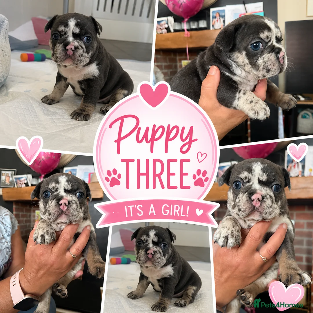 French Bulldog dogs for sale: Gorgeous chunky frenchys - Advert 1