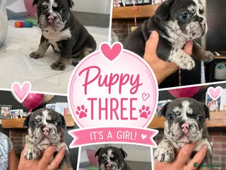 French Bulldog dogs Gorgeous chunky frenchys - Advert 1