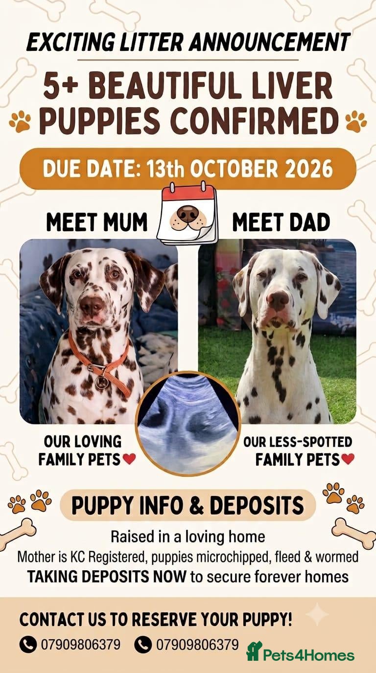 Dalmatian dogs Spotted liver dalmation  - Advert 1