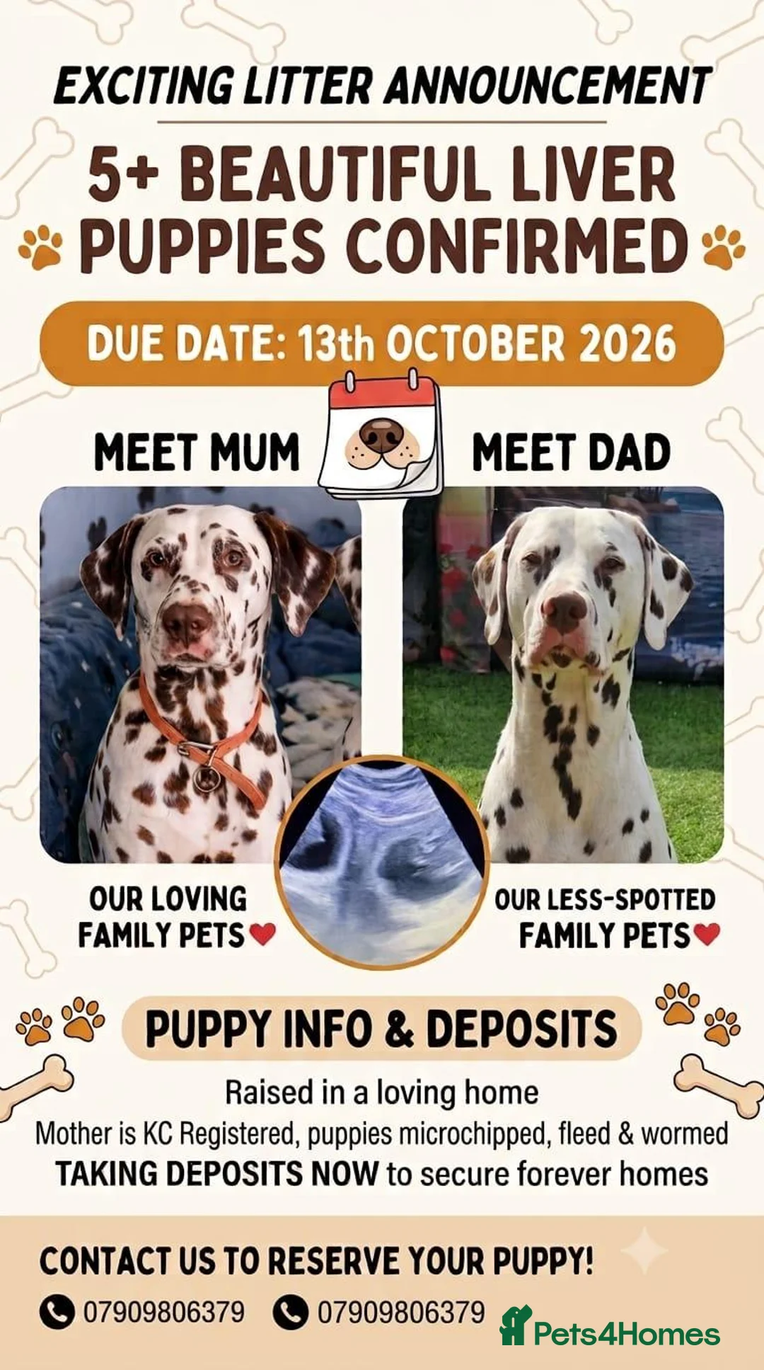 Dalmatian dogs for sale: Spotted liver dalmation  - Advert 1