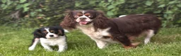 Cavalier King Charles Spaniel dogs for sale: 🐶 Health tested Cavalier King Charles Puppies 🐶  - Advert 21