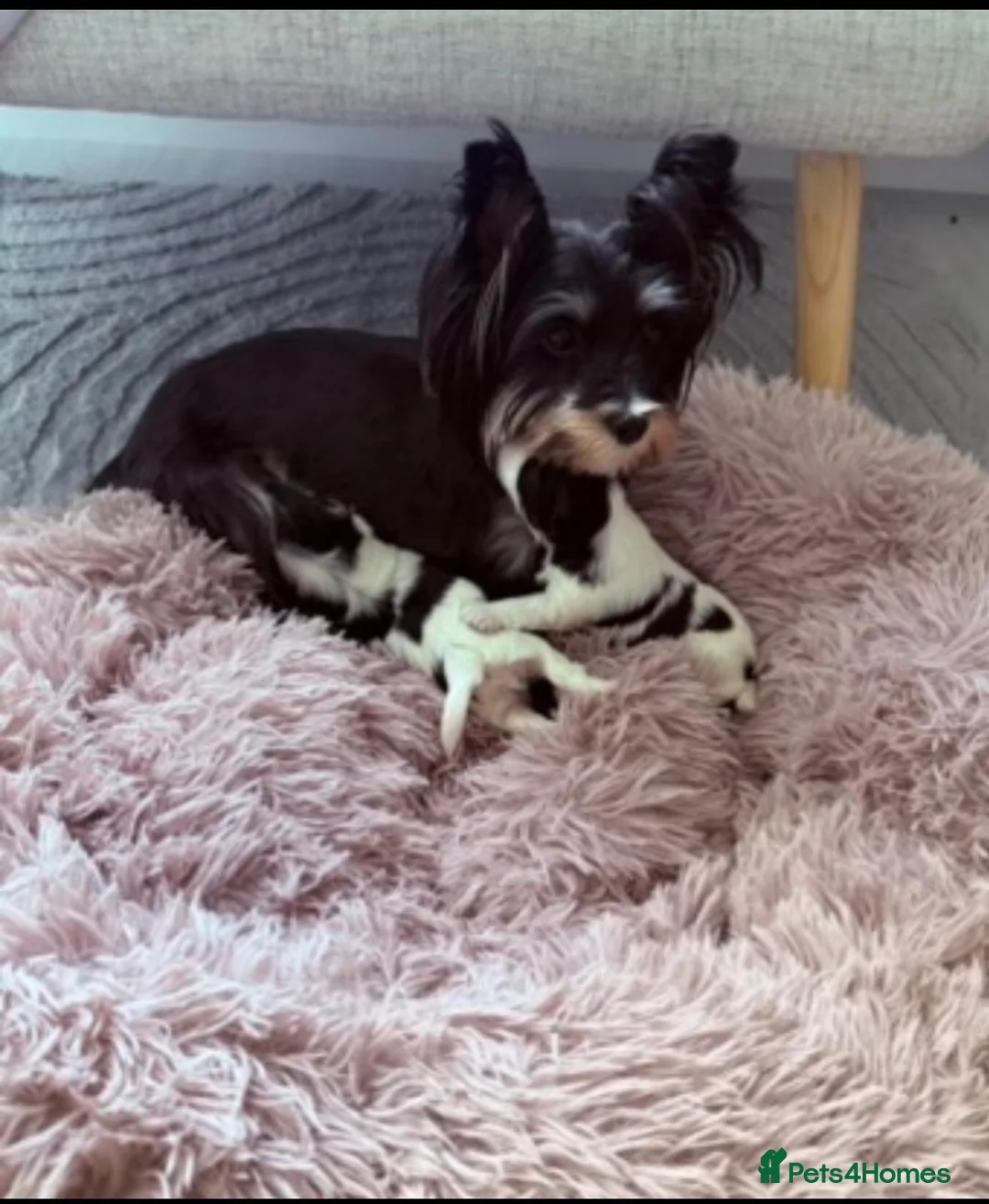 Biewer Terrier dogs for sale: Biewer Terrier  - Advert 1