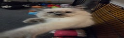 Ragdoll cats for sale: Ragdoll female kitten - Advert 4